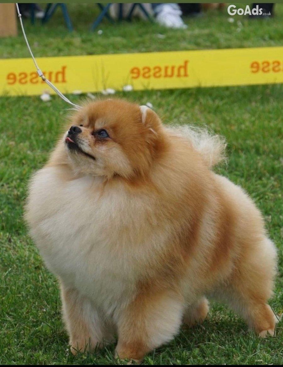 Pomeranian puppies-top litter