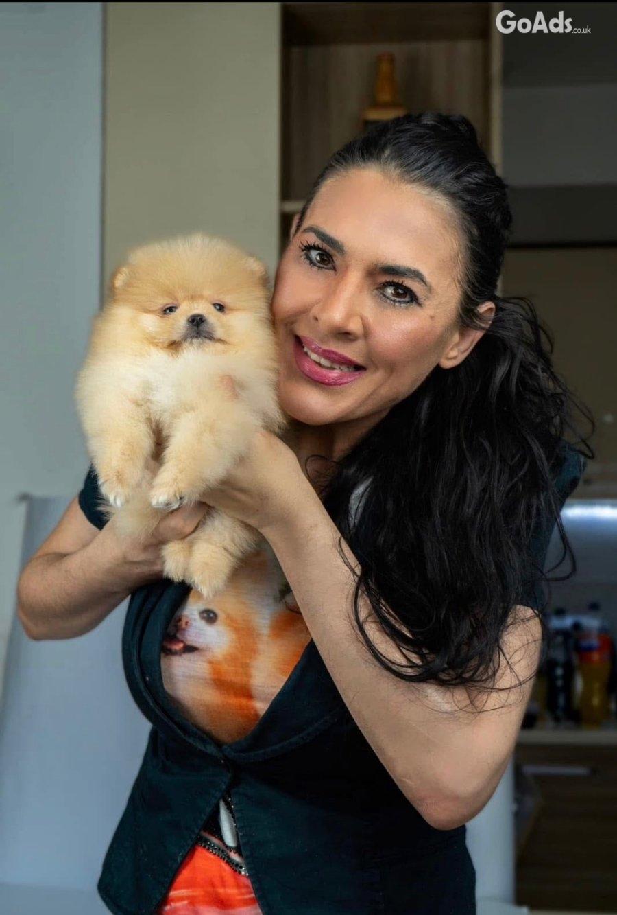 Pomeranian puppies-top litter