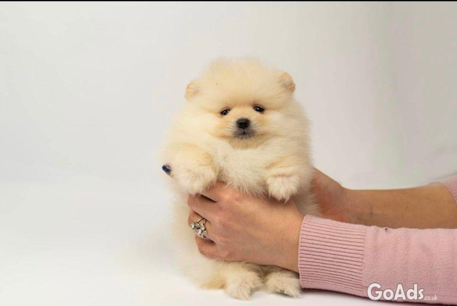 Pomeranian puppies-top litter