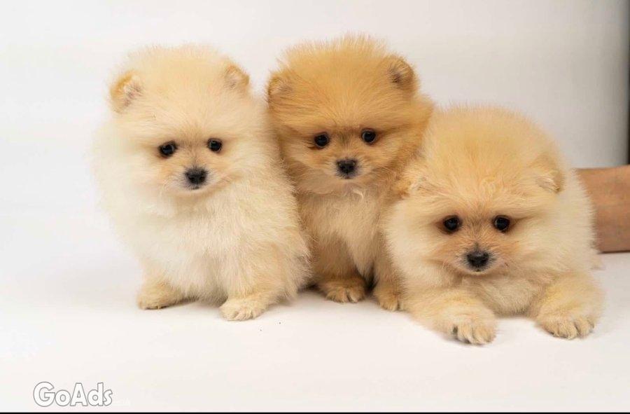 Pomeranian puppies-top litter