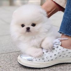 Pomeranian puppies