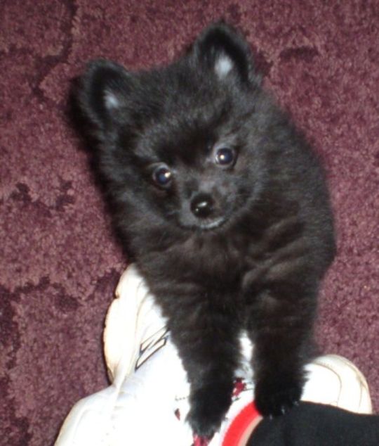 Pomeranian puppy dog