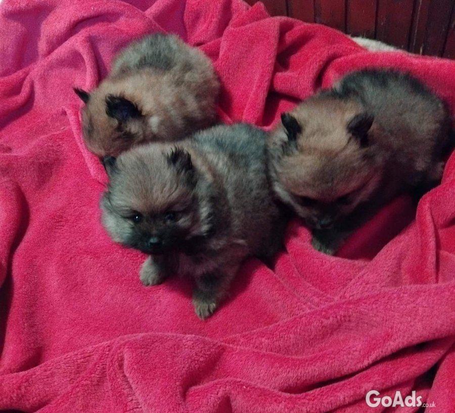 Pomeranian Spitz