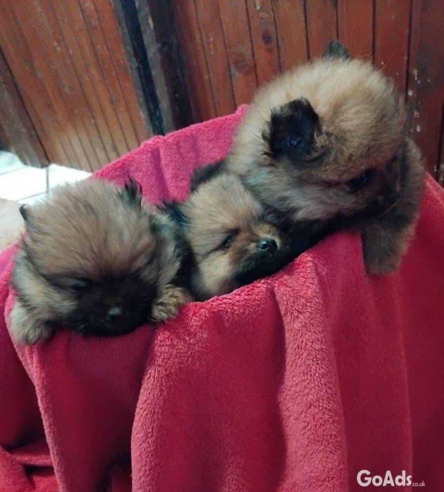 Pomeranian Spitz