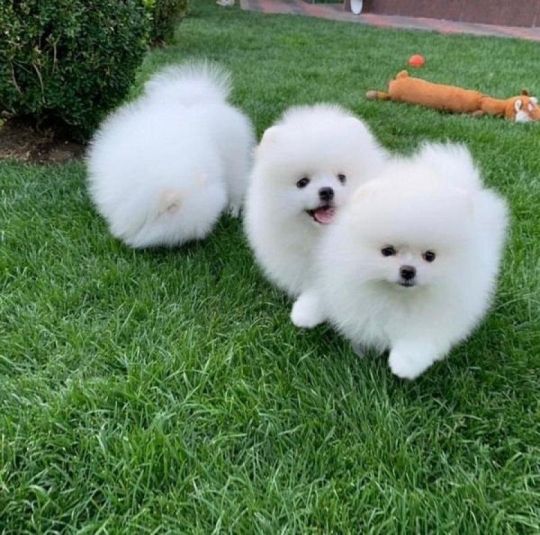 Pomeranian toy puppies are ready