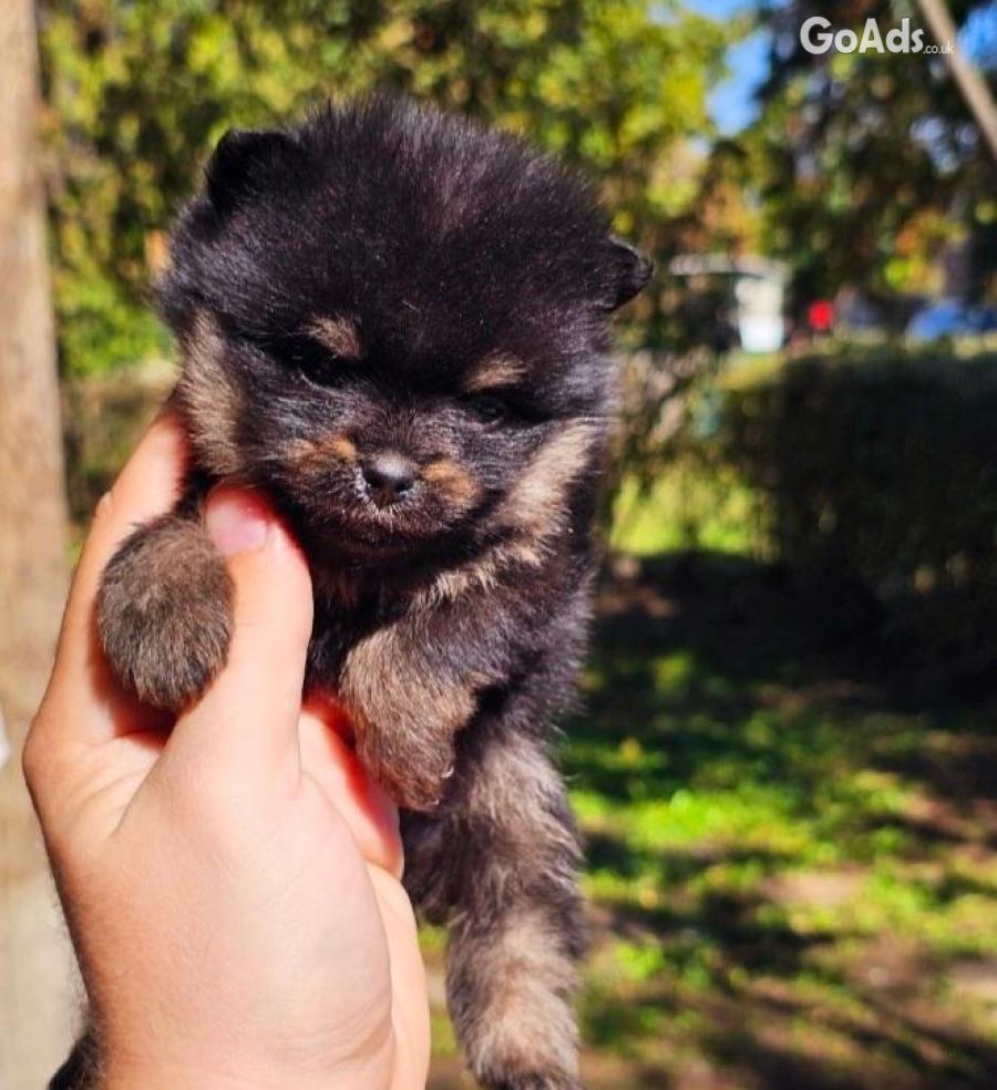 Pomeranians boo