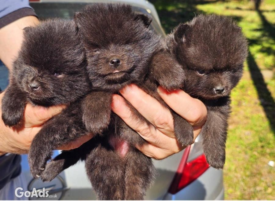 Pomeranians boo