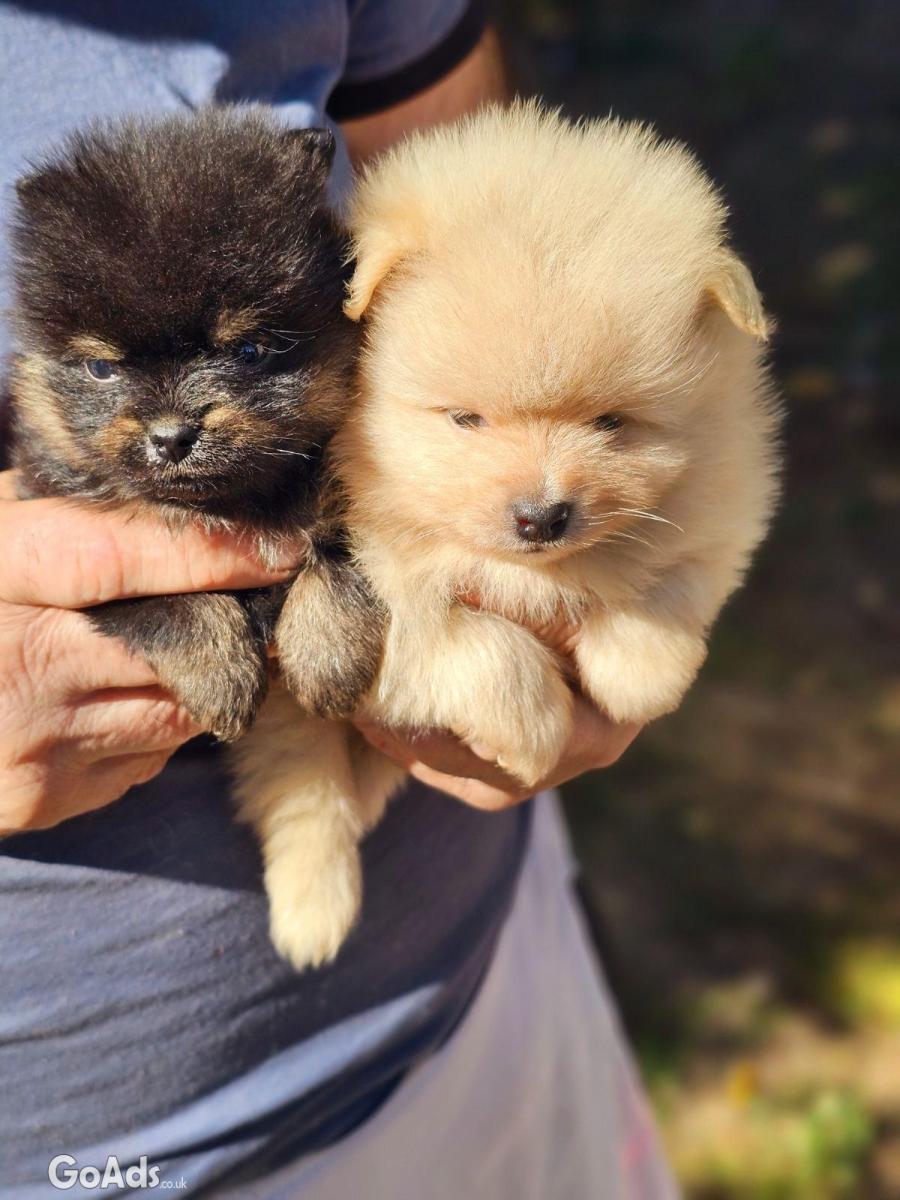 Pomeranians boo