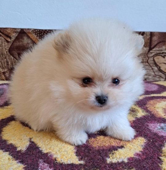 Pomeranians for sale