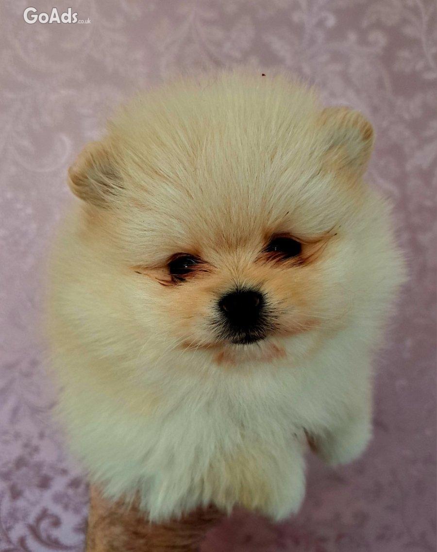 Pomeranians for sale