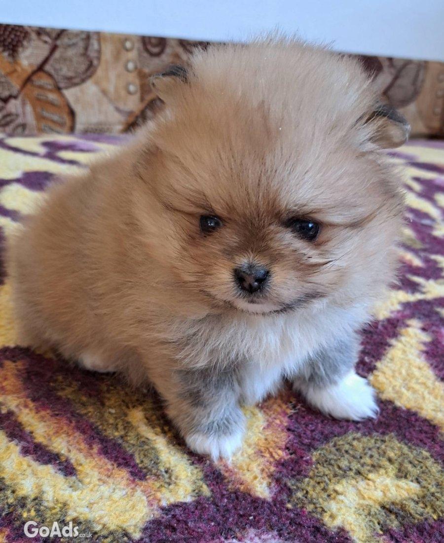 Pomeranians for sale