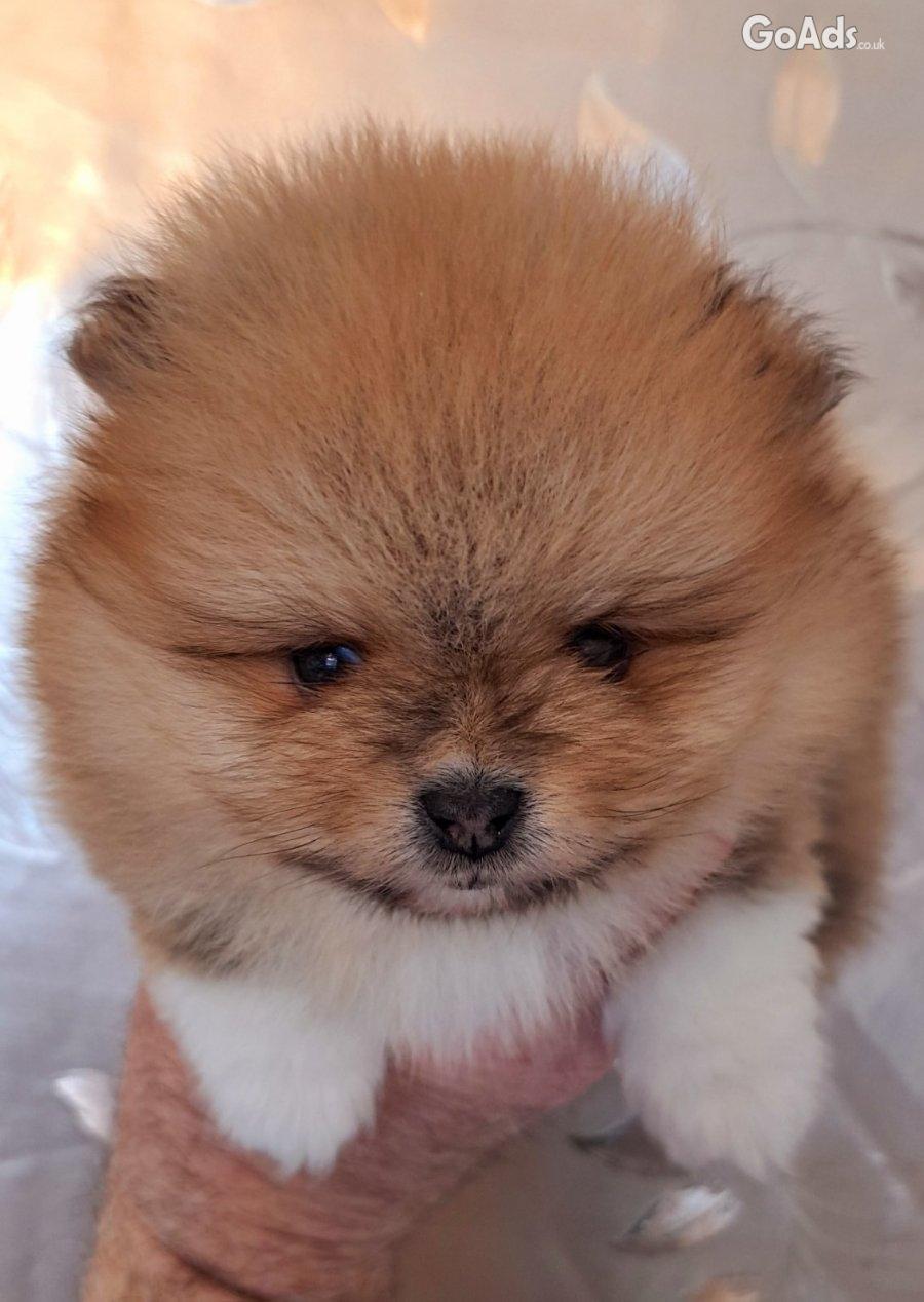 Pomeranians for sale