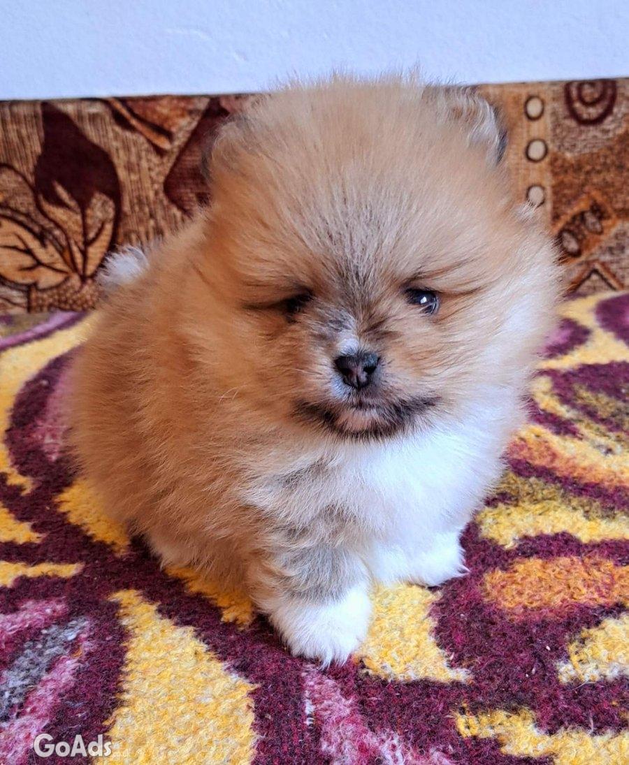 Pomeranians for sale