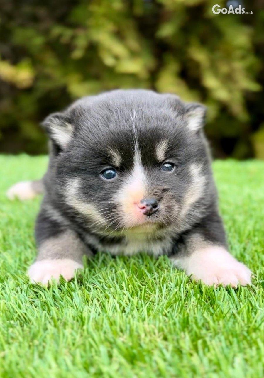 Pomsky- pomsky, dwarf and mini