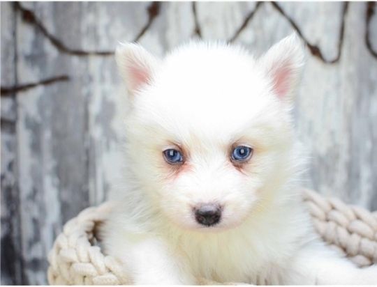 Pomsky puppies for adoption