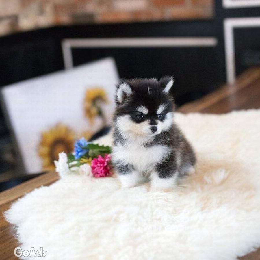 Pomsky puppies for adoption