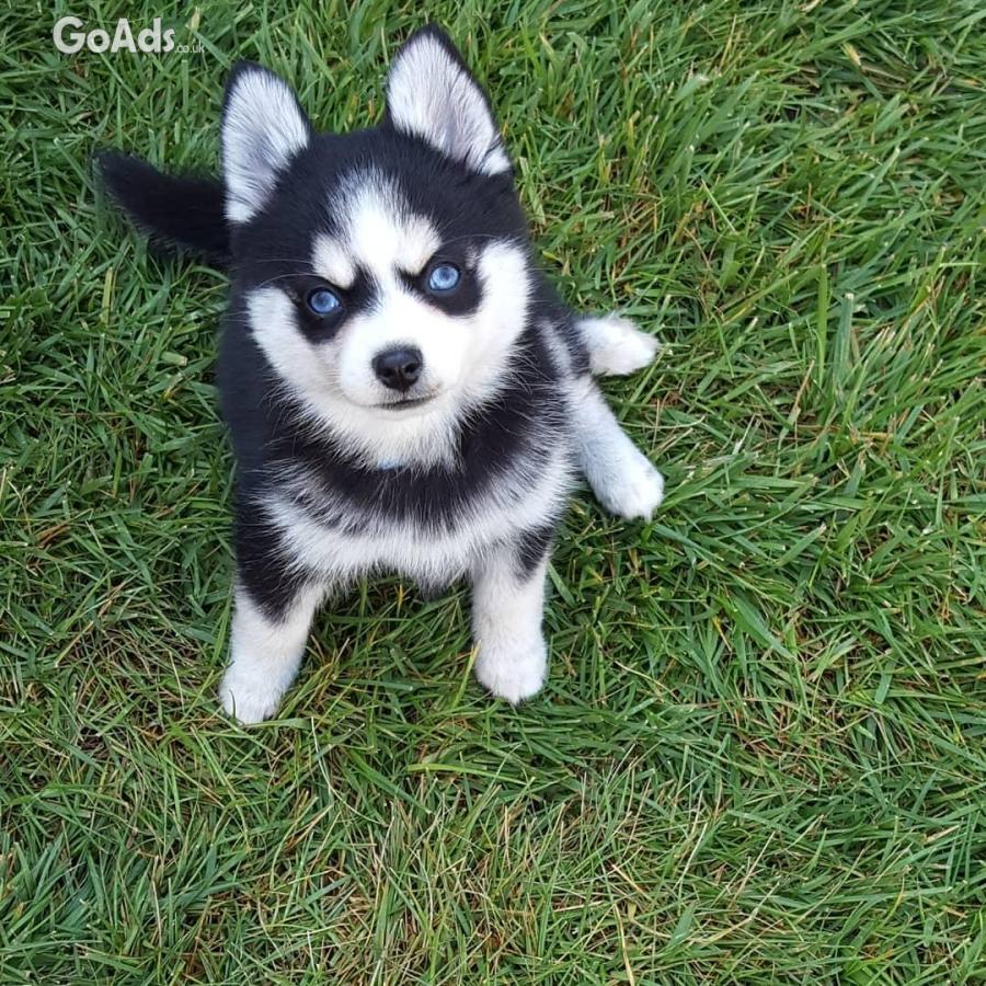 Pomsky puppies ready for a new home