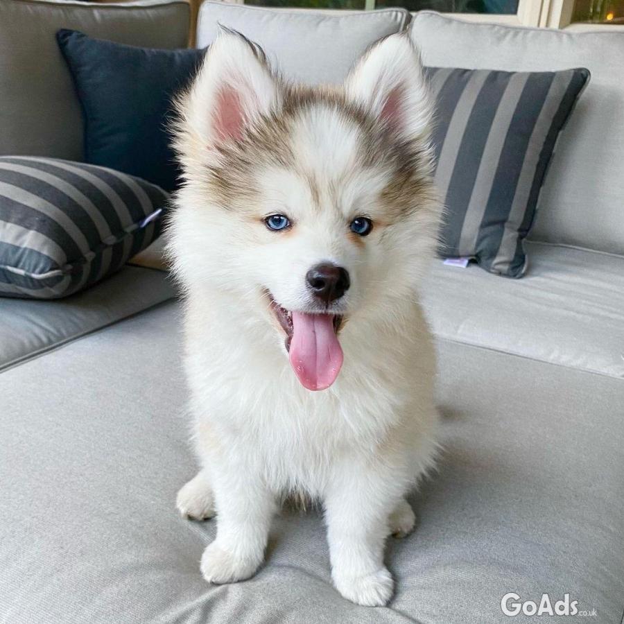 Pomsky puppy ready for a new home