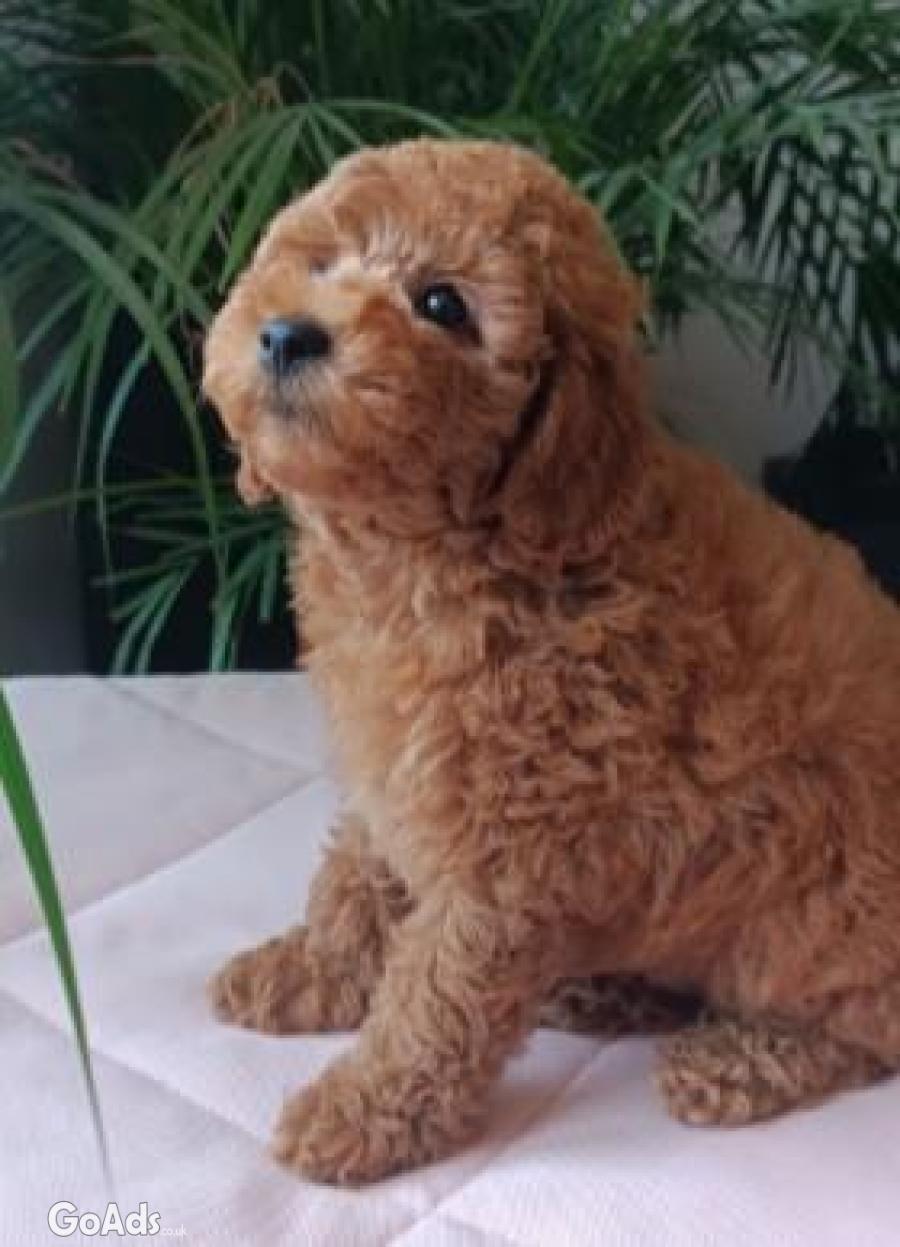 Poodle mini puppy