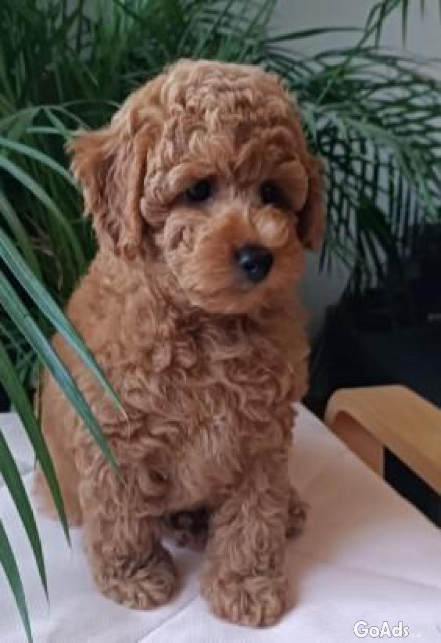 Poodle mini puppy