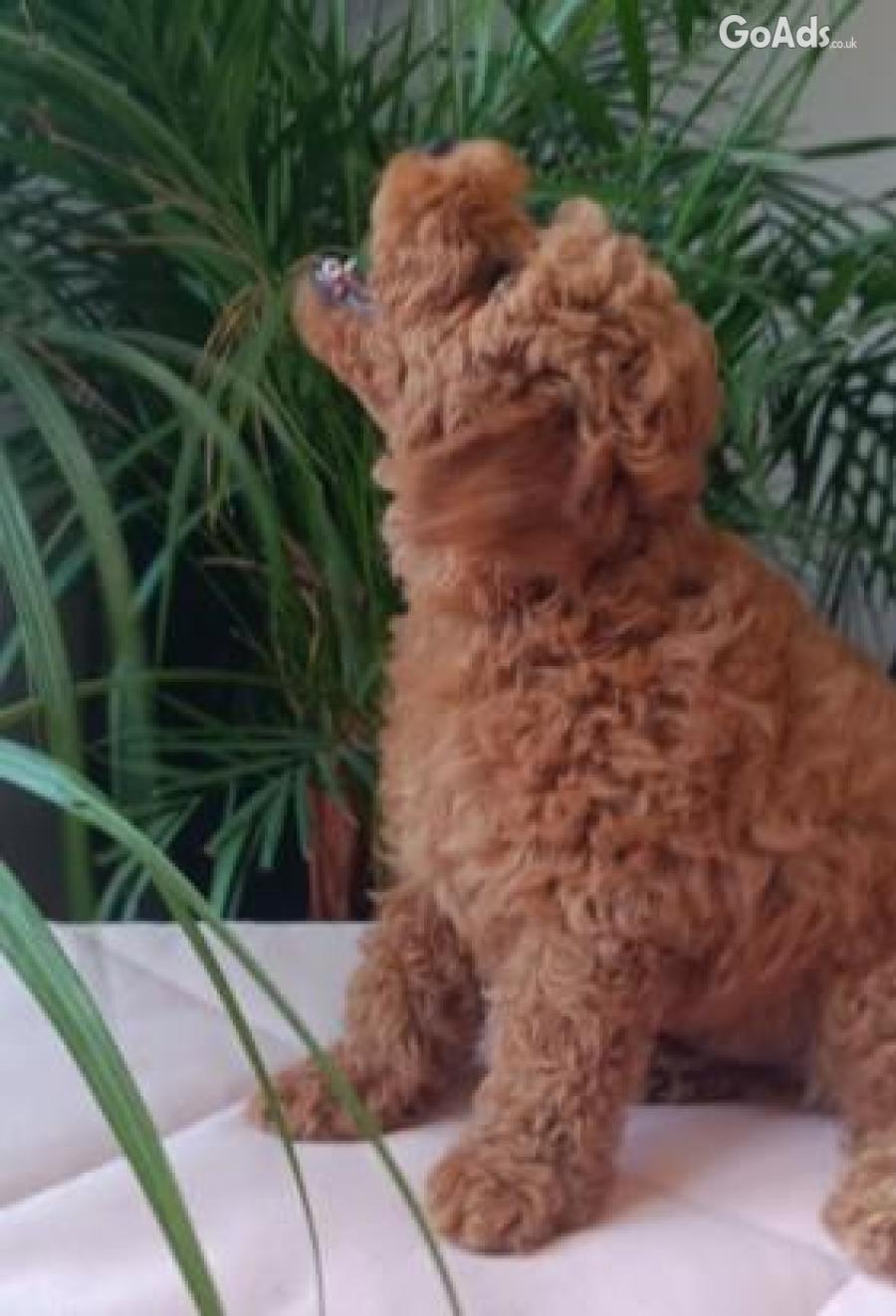 Poodle mini puppy
