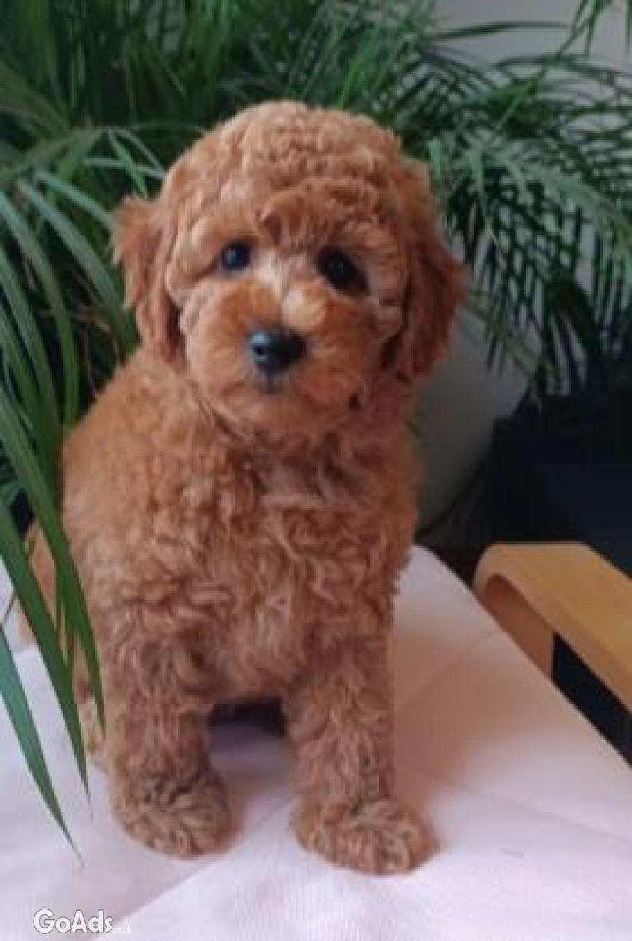 Poodle mini puppy