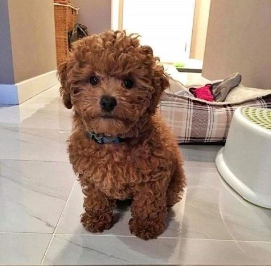 Poodle puppies are here for adoption..