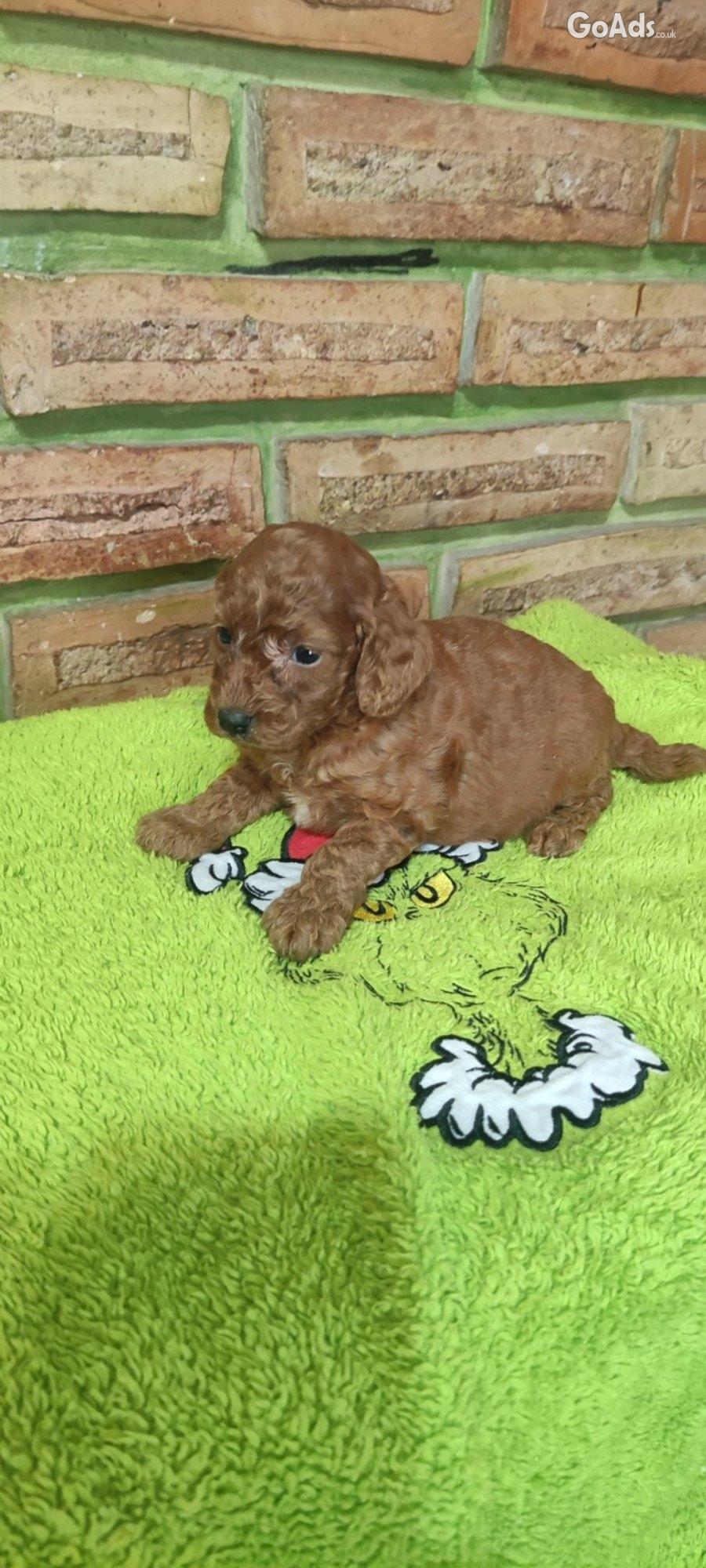Poodle Puppies