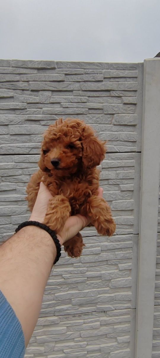 Poodles red for sale