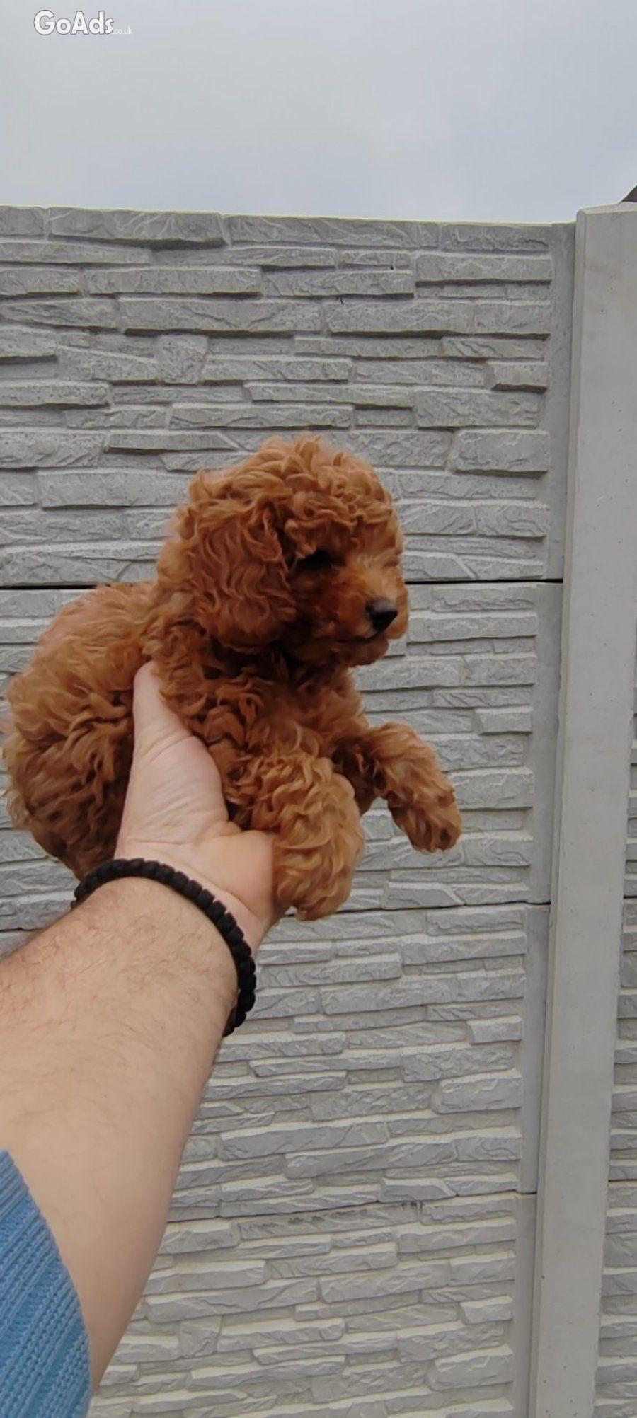 Poodles red for sale