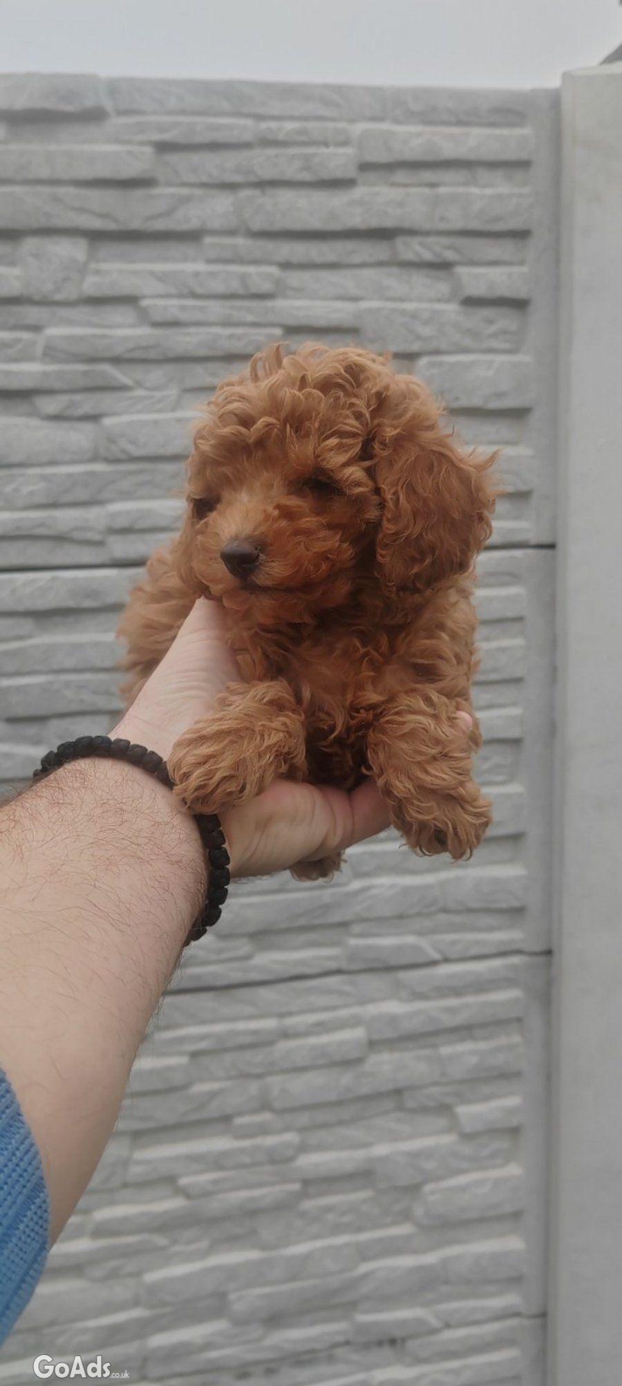 Poodles red for sale