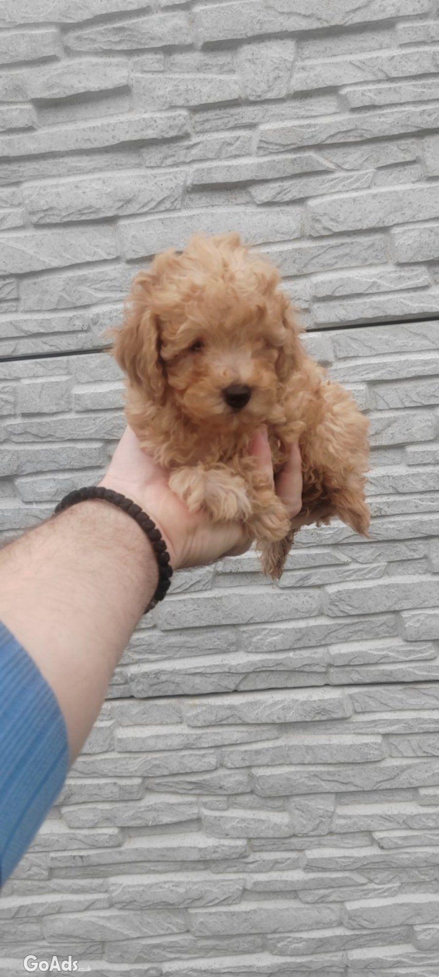 Poodles red for sale