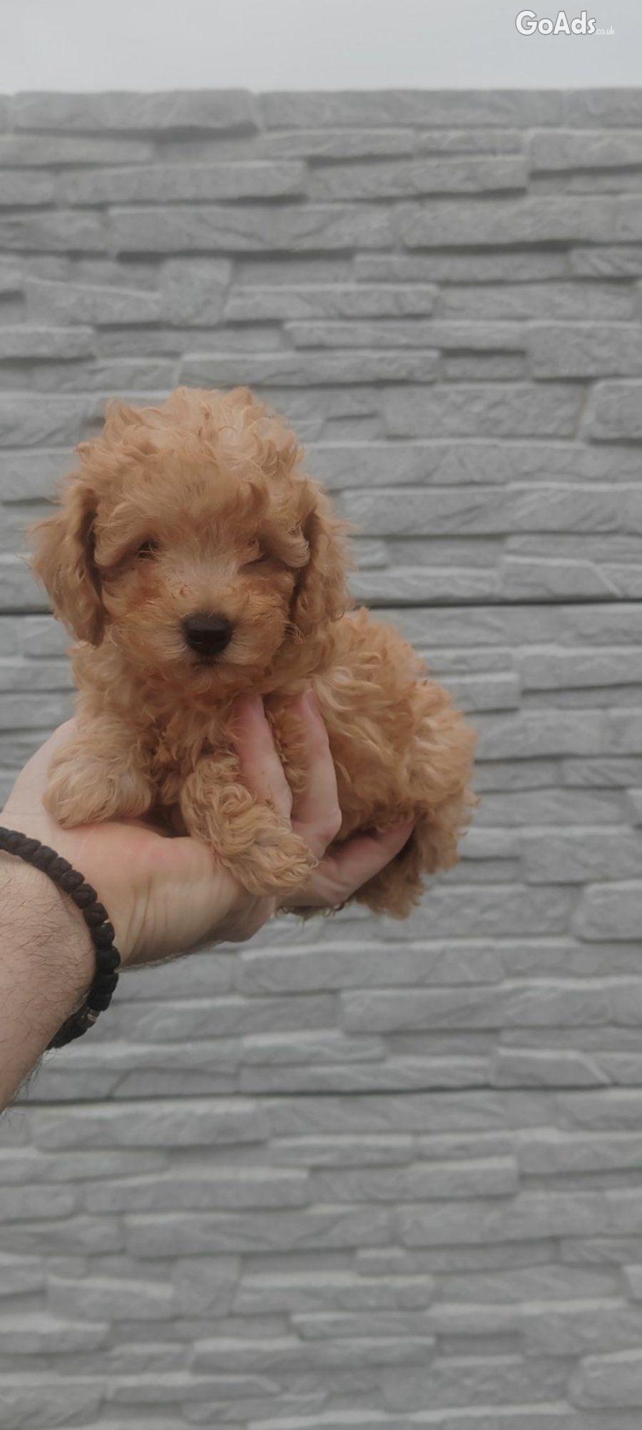 Poodles red for sale