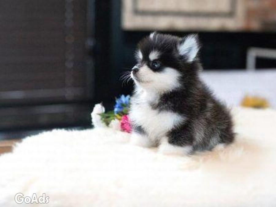 Potty trained male and female Pomsky puppies for adoption