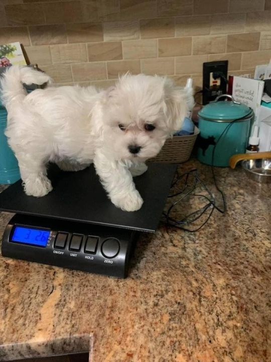 Potty trained Maltese puppies