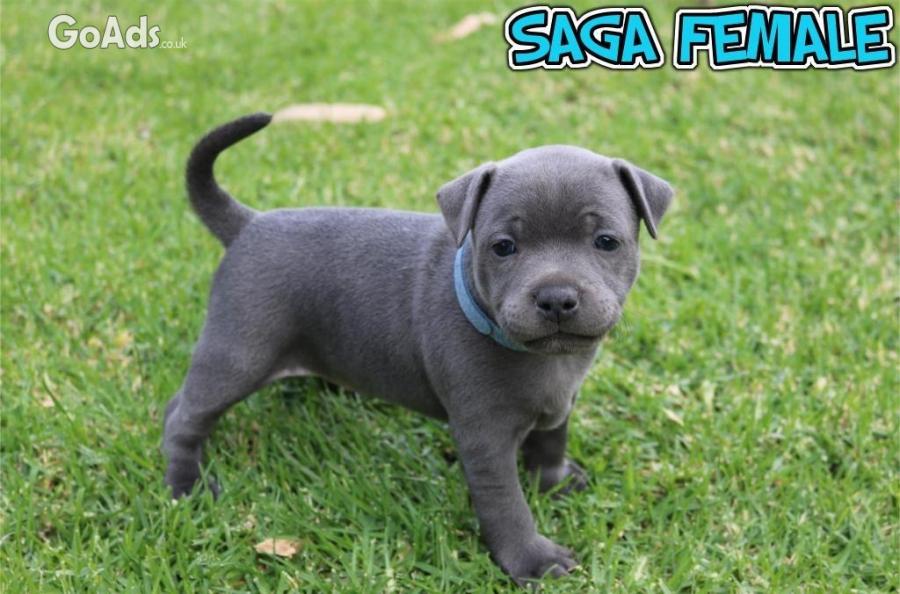 Adorable Staffordshire Bull Terrier puppies 