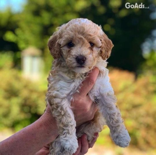 Pra Clear Cockapoos Puppies For Sale