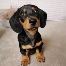 Pra Clear Dachshunds Puppies Fully Tested