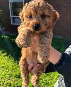 Pra Clears Cockpoos Puppies Ready Now
