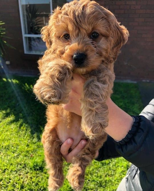 Pra Clears Cockpoos Puppies Ready Now