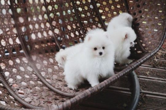 Precious pomeranian puppies available.