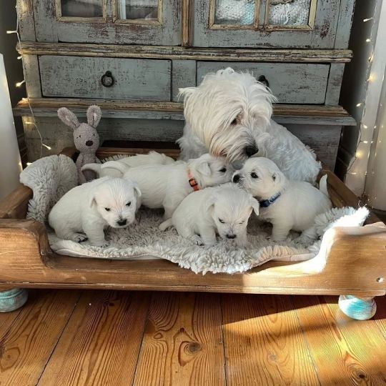 Premium Litter of West Highland Terrier puppies