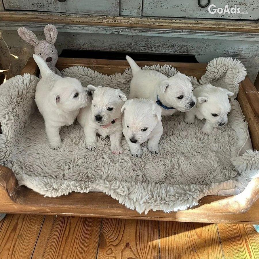 Premium Litter of West Highland Terrier puppies