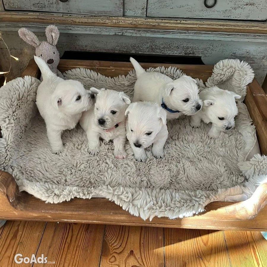Premium Litter of West Highland Terrier puppies