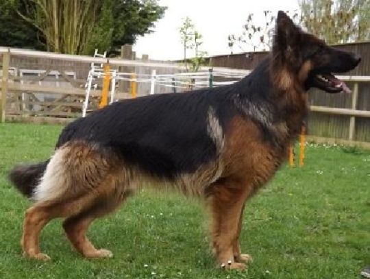 PROVEN GERMAN SHEPHERD STUD DOG