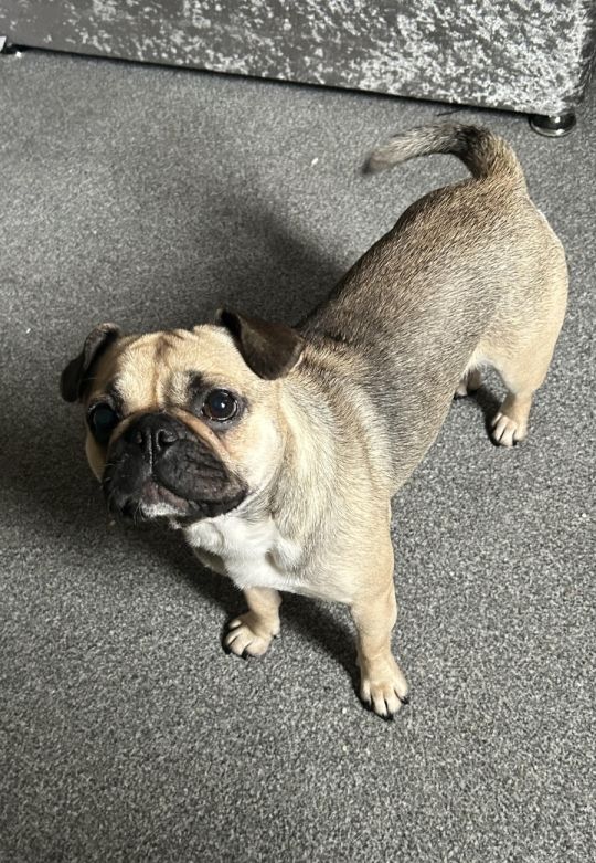 Pug female 18 month