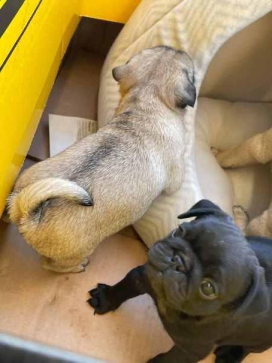 Pug puppies for adoption