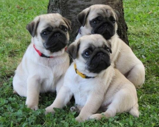 Pug Puppies Now Ready