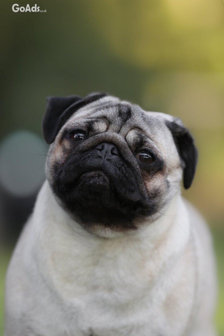 Pug puppies on offer