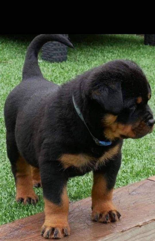 Puppies available at your place